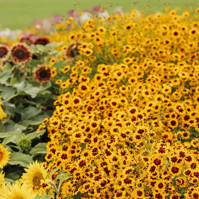 Western Wonders Native Wildflower Mix