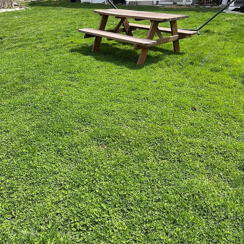 Ultimate Clover Lawn Mix: Low-Maintenance, Eco-Friendly Yard, MicroClover Lawn Seed