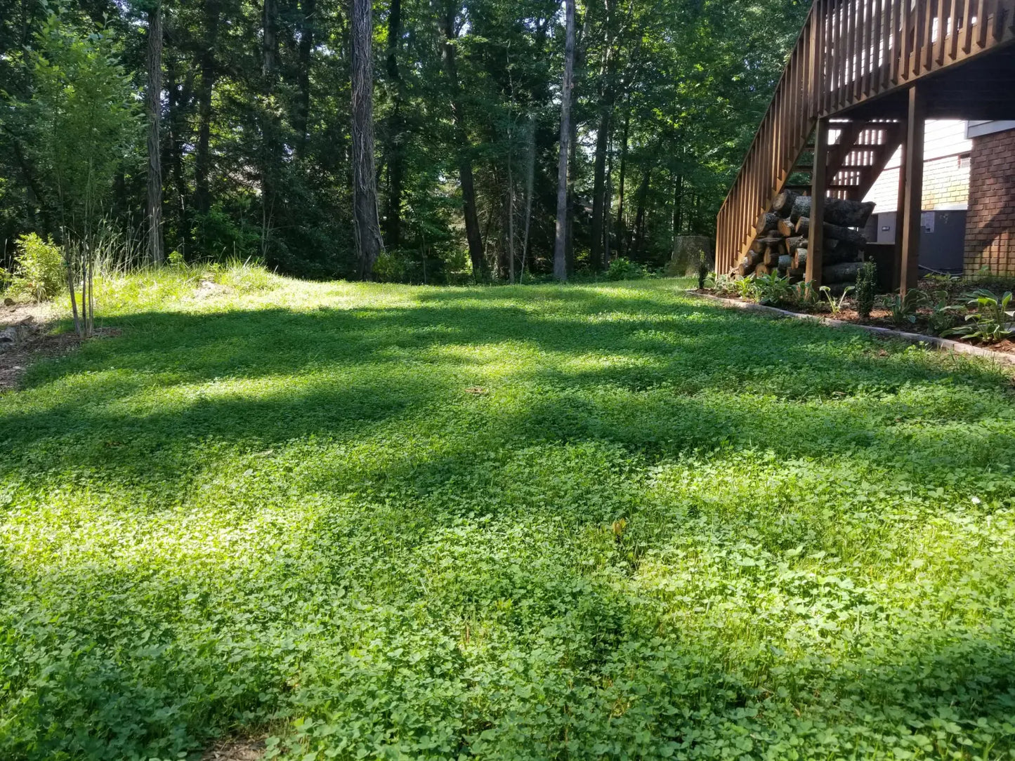 Ultimate Clover Lawn Mix: Low-Maintenance, Eco-Friendly Yard, MicroClover Lawn Seed
