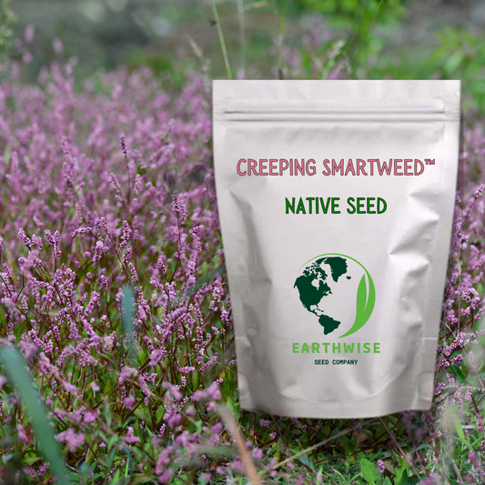 Creeping Smartweed™ — Low-Growing, Native Groundcover with Pink Blooms & Pollinator Friendly