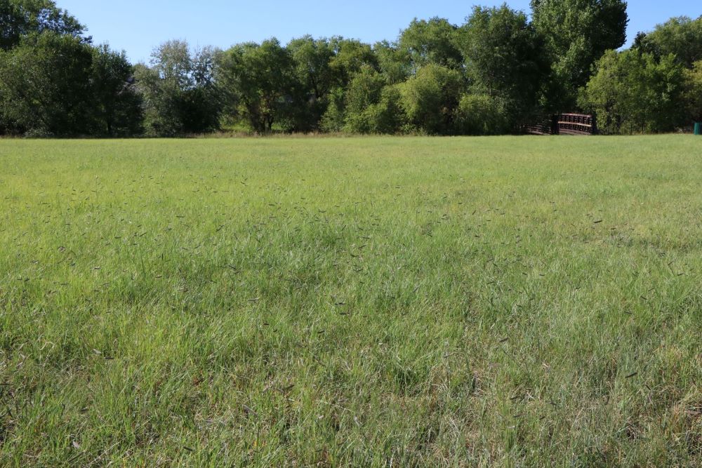 TrueGrass Native Grass Seed - The No Maintenance Native Lawn, Drought-Tolerant, Eco-Friendly Grass Blend