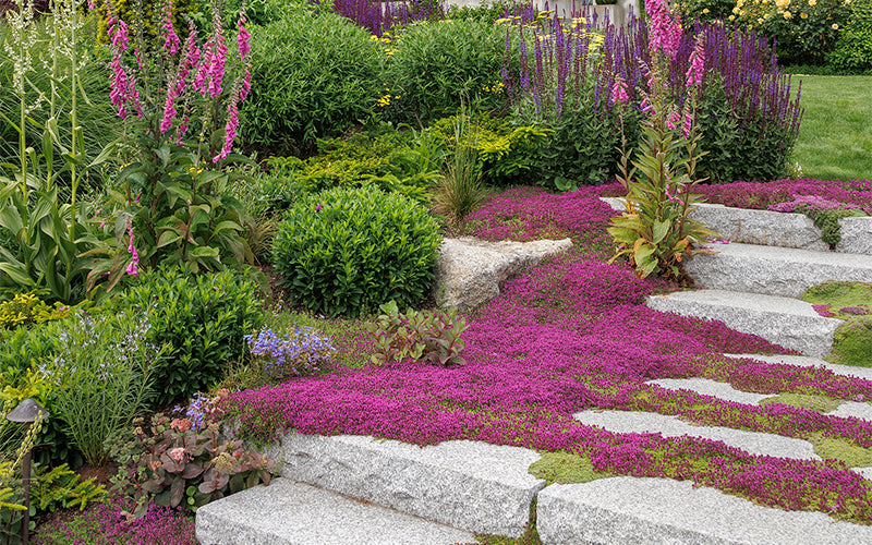 Thyme for a Change - Red Creeping Thyme Seed