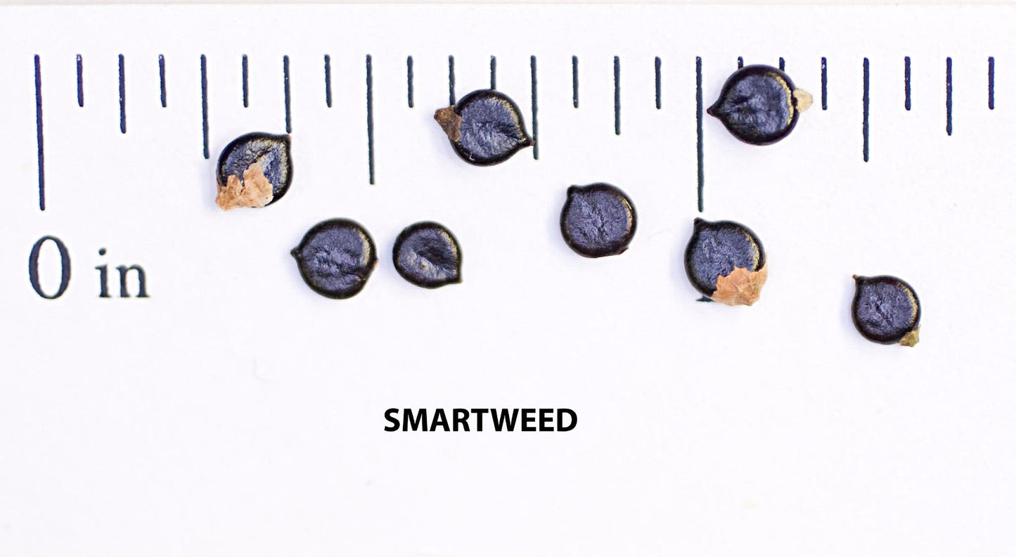 Creeping Smartweed™ — Low-Growing, Native Groundcover with Pink Blooms & Pollinator Friendly
